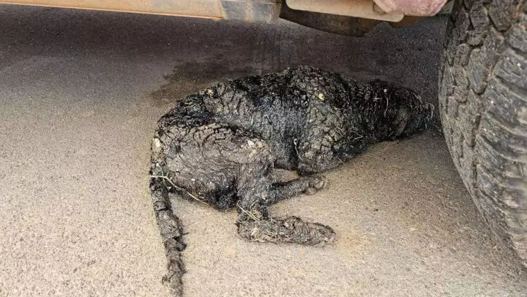 Perrito cubierto de chapopote