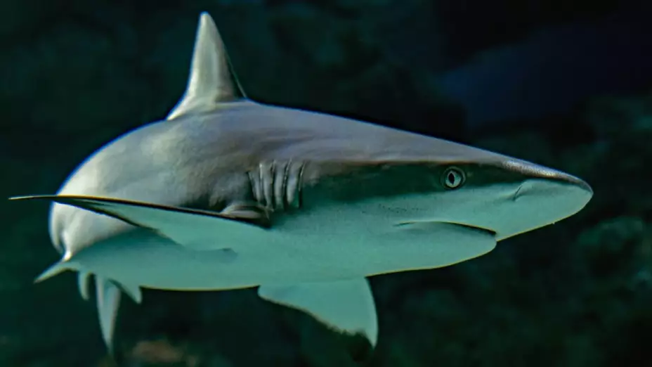 Buceadora pierde la pierna; fue atacada por un tiburón