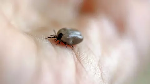 EUA alerta por enfermedad transmitida por garrapatas de viajeros que llegan de BC