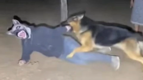 Perro contra Therian