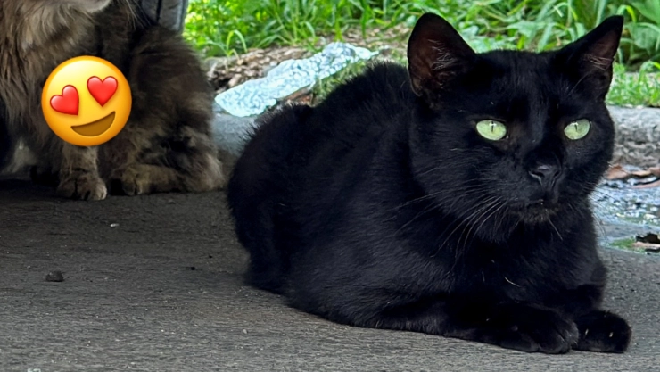 &iquest;Qu&eacute; raza son los gatos negros y cu&aacute;les son sus caracter&iacute;sticas?.jpg
