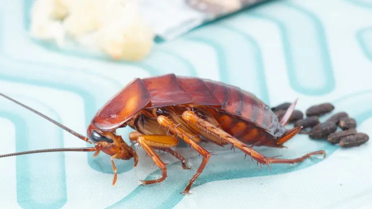 ¿Qué pasa si pisas una cucaracha en la cocina? ¡Ten cuidado!