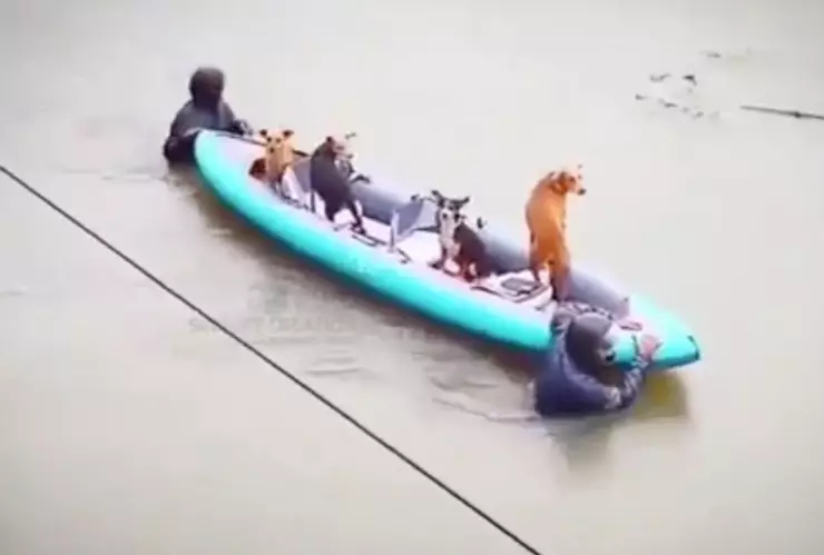 Rescatistas salvan a perros de una inundación