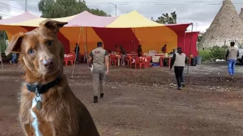 Denuncian venta de carne de perro en puesto de barbacoa