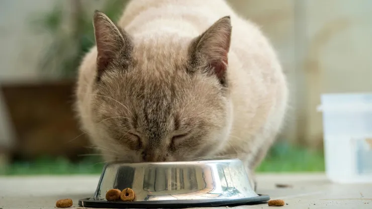 Gato comiendo