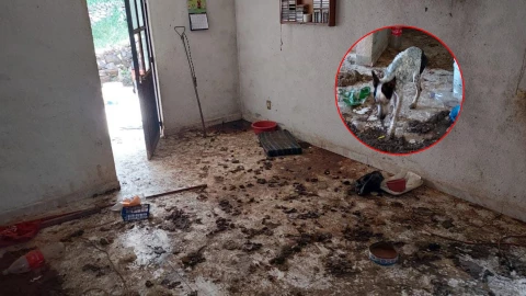 rescatan 17 perritos en san juan del rio