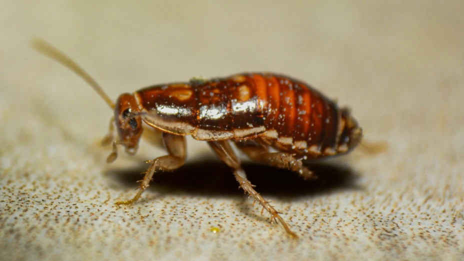 10 olores que ODIAN las cucarachas y que puedes USAR en tu hogar
