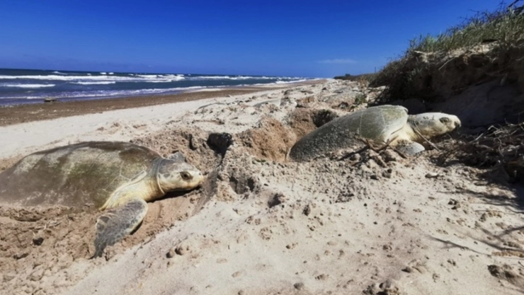 IMÁGENES SENSIBLES: Tortuga MUERE tras presunto ataque de jauría de perros ferales en Telchac Puerto