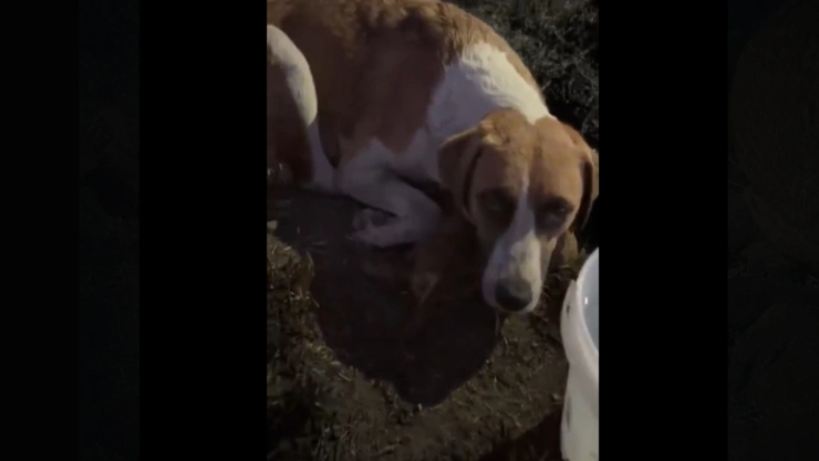 Video-crueldad-animal-cachorros-recién-nacidos-mueren-quemados-en-puebla-su-madre-los-protegió-hasta-el-final