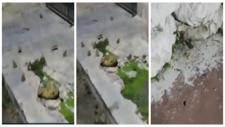 Miles de sapos invaden calles de localidad Mérida