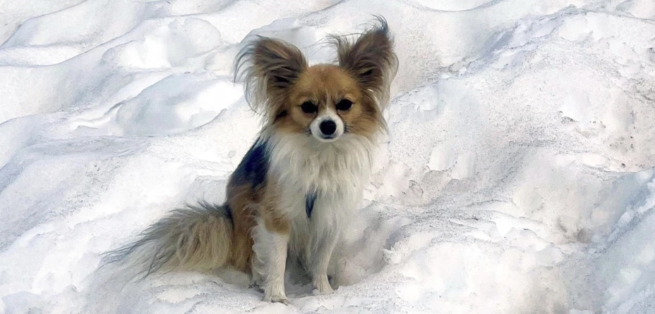 Héroe de cuatro patasChihuahua ayuda a rescatistas a encontrar a su dueño .jpg