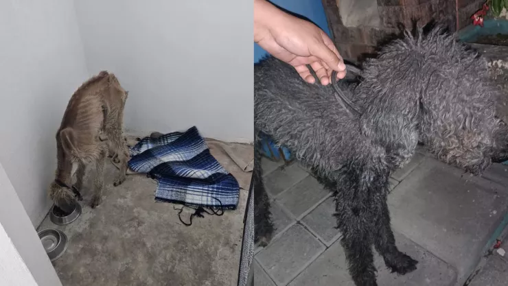 Rescatan a dos perros de maltrato animal en Providencia