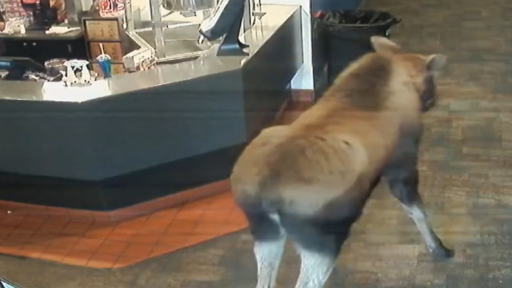 Alce entra a un cine