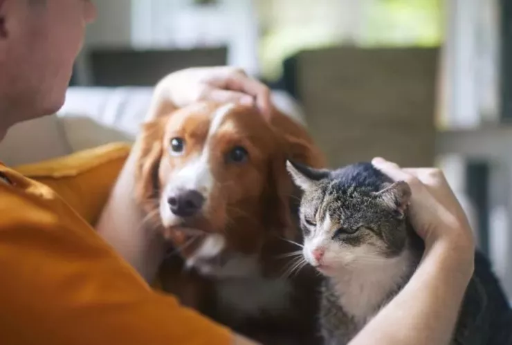 Cómo hacer que tu mascota tenga mejor calidad de vida