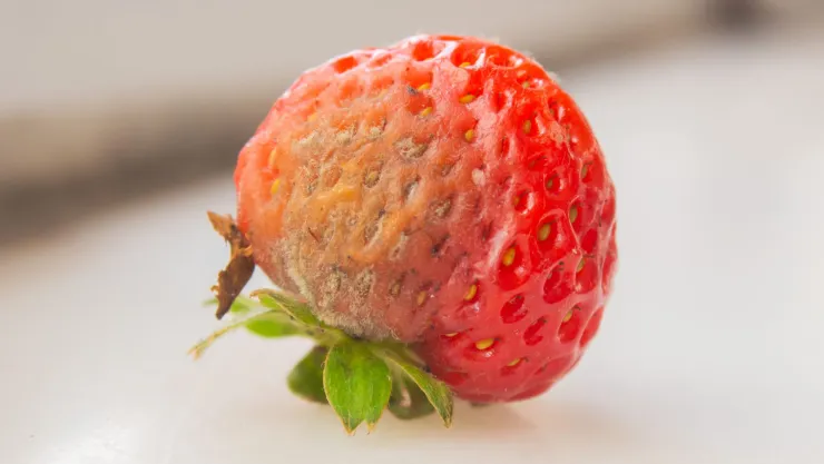 ¿Qué tan bueno es comer fruta que se le ha quitado un pedazo de moho?