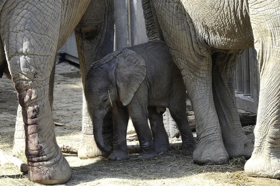 La mamá elefante Tonga, a la izquierda, y su medio hermano Mongu custodian a una pequeña elefante de un día de nacida