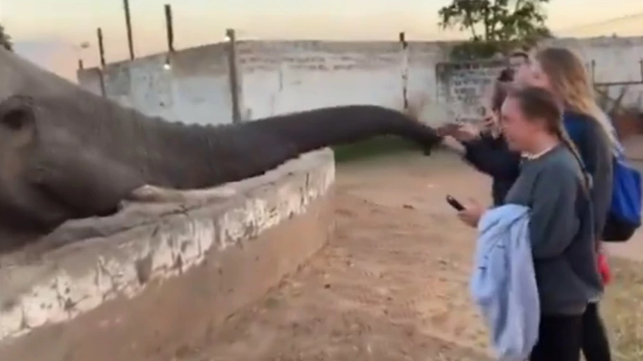 elefante golpea mujer