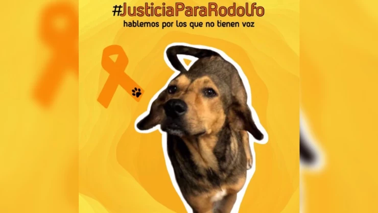 rodolfo_corazon_perro.jpg