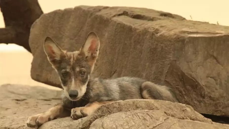 Nace camada de lobo gris mexicano en Tamaulipas