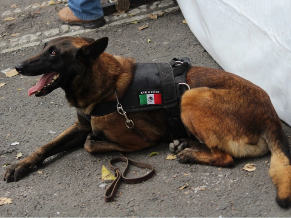 Perro rescatista