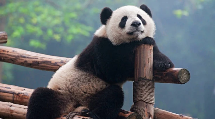 pandas-gigantes-dejan-el-peligro-extincion-decadas-conservacion-exitosa