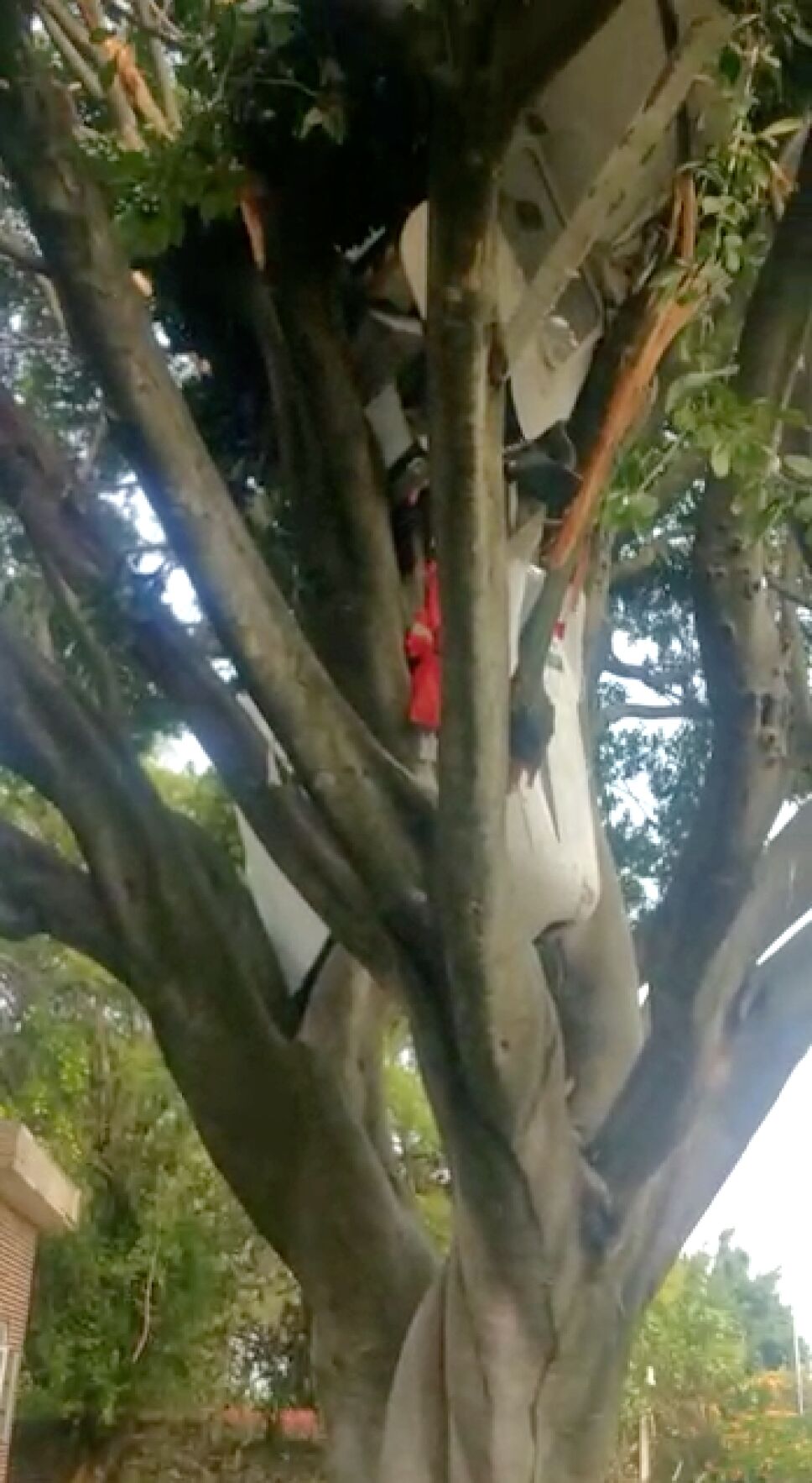 avioneta cae en árbol