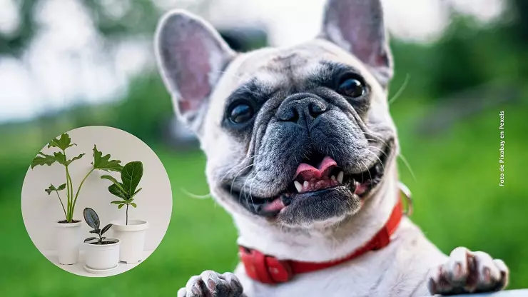 Evita que tu perro se orine en las macetas con este trucazo