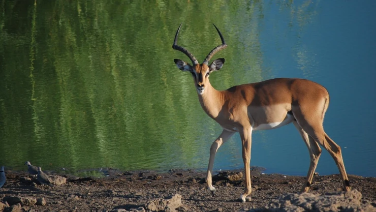 antilope_ataque_hipopotamos_hienas