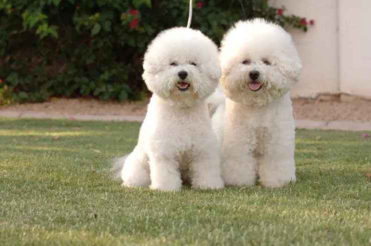 7 razas de perros chiquitos que están peludos y no crecen: pueden vivir bien en departamentos