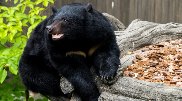 Imagen de oso negro.