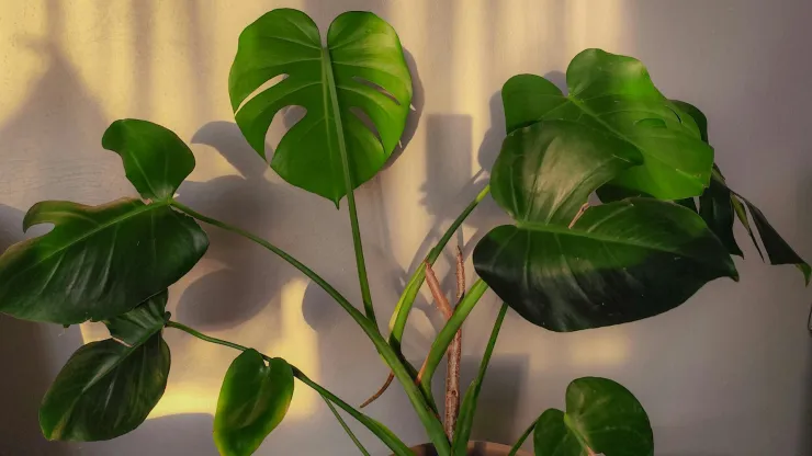 plantas