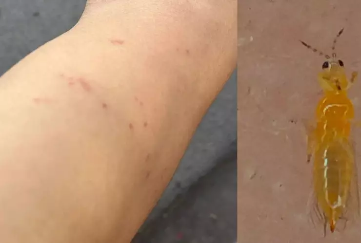 ALERTA en Monterrey por plaga de mosquitos jejenes