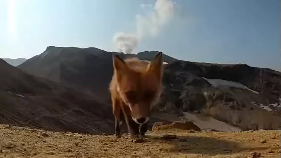 zorro_camara