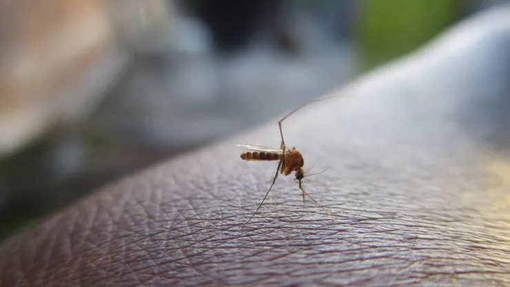 La bebida ideal que sirve para repeler los mosquitos de tu casa