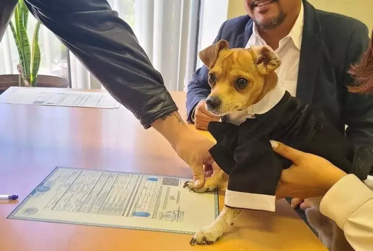 FOTOS Perrito firma como testigo en la boda civil de sus dueños y se viraliza.jpg