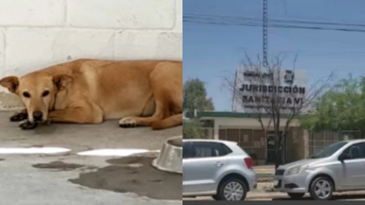 Rickettsia familia muere Coahuila enfermedad garrapata