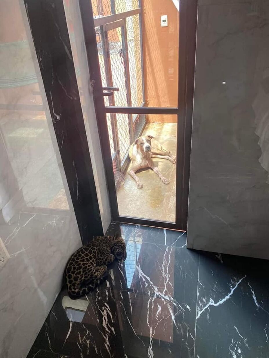 Encuentran a jaguar y leona en domicilio de Cozumel
