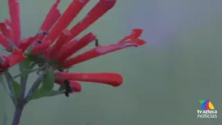 Flores anuncian llegada del Día de Muertos en Hidalgo