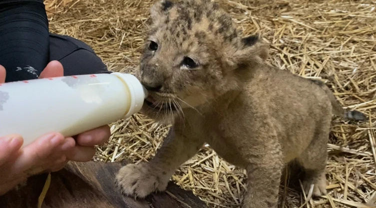 Simba-primer-cahorro-león-por-inseminación-artificial.jpg