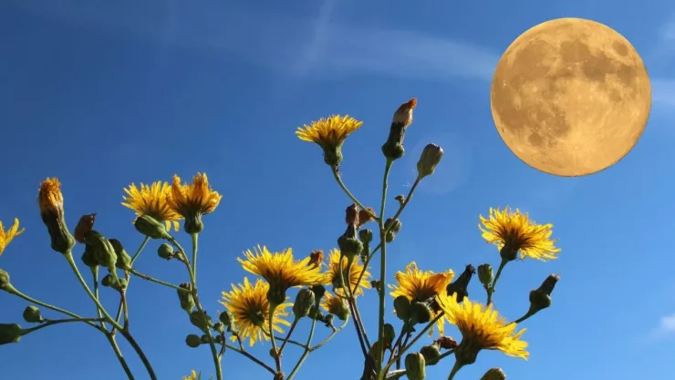 Luna de flores 12 de mayo 2025 A qué hora y cómo verla en su punto máximo en Torreón.jpg
