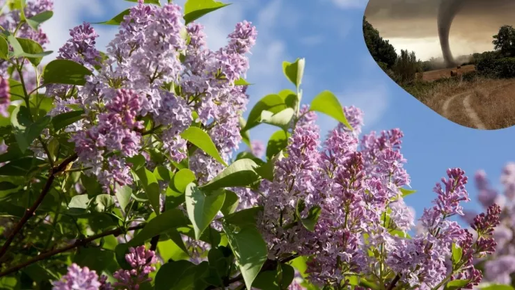 ¿Habrá vientos de Santa Ana en Tijuana en temporada de primavera 2025?