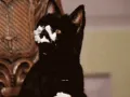 salem-saberhagen-sabrina-la-bruja-adolescente