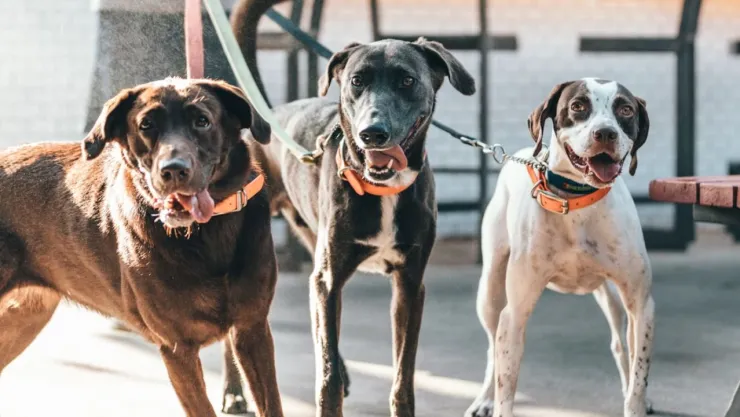 ¿Cuánto cuesta tener un perro o gasto en México en 2025?