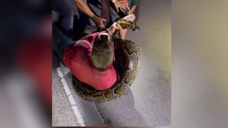 Lucha cazador vs pitón