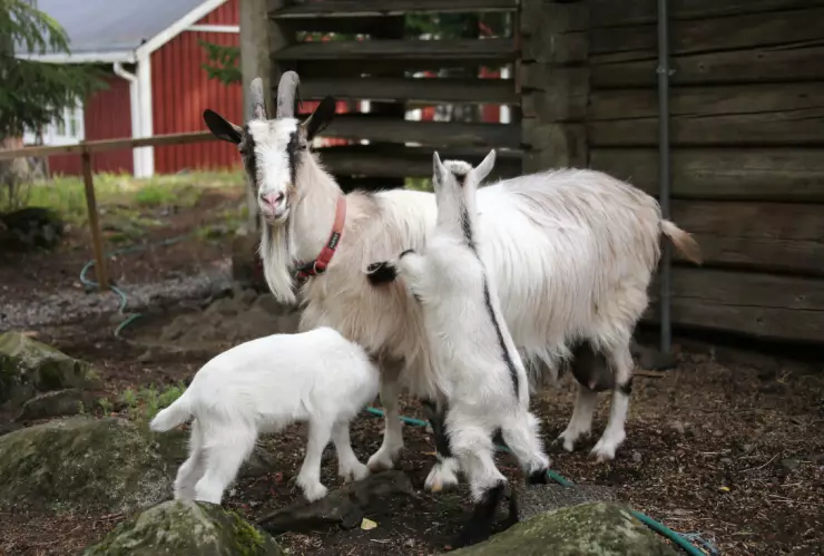 cabra rostro humano cria