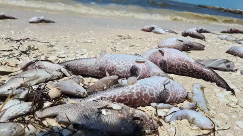 Declaran Marea Roja en la costa yucateca; esto dicen las autoridades