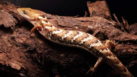 UNAM revela reptil exclusivo de México y pide frenar mitos sobre su especie