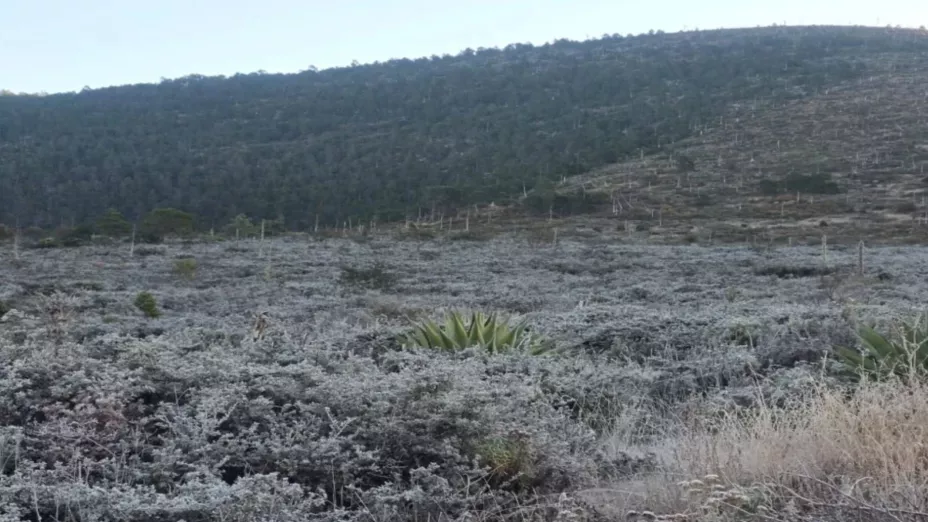Alertan por riesgo de heladas en Puebla hoy: Zonas afectadas por bajas temperaturas
