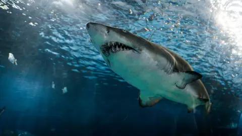 ¡Impactante y terrorífico momento! Nuevo ataque de tiburón en Australia; un joven fue mutilado