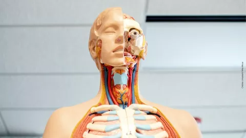 ¿Cuál es el proceso para la donación de cadáveres en México?